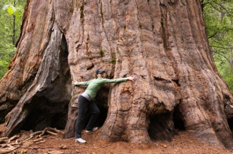 Jen tries to wrap her arms around the concept of how big these giant sequoias really are.